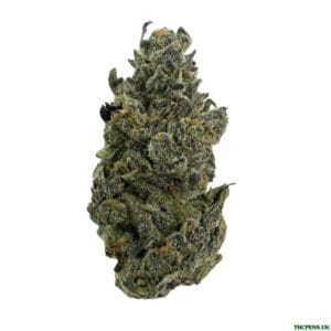 NORTHERN LIGHTS STRAIN UK