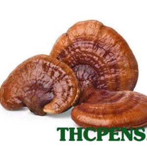 REISHI DRIED MUSHROOMS UK